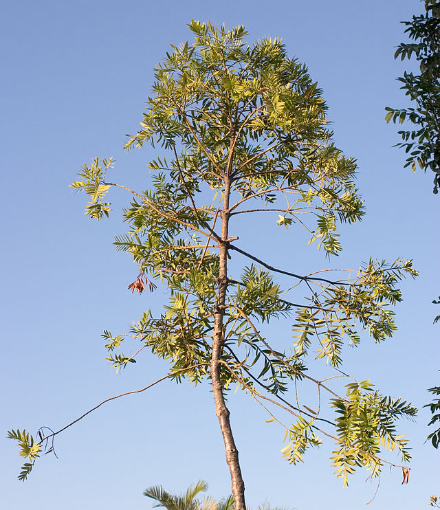 Photo de l'Arbre Kaori rouge