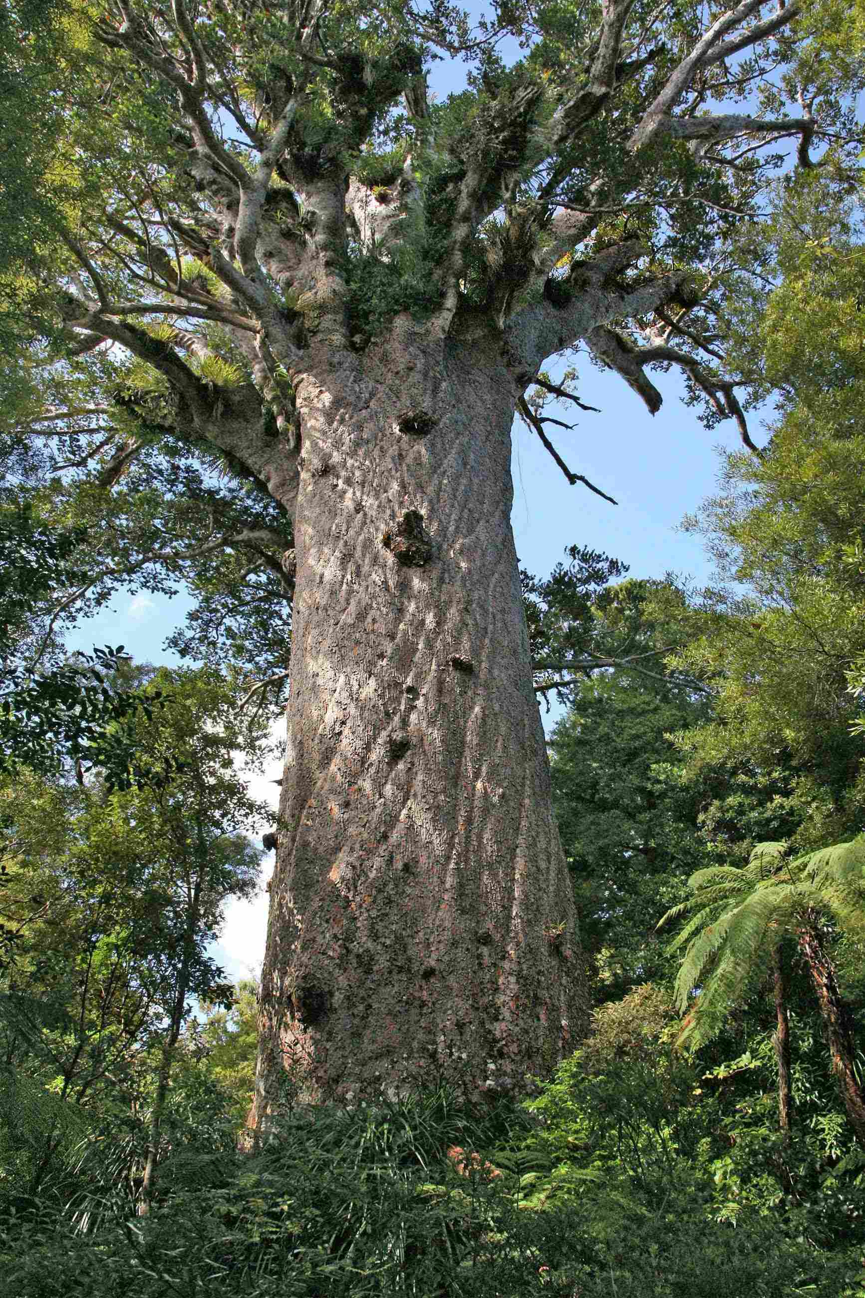 Photo de l'Arbre Agathis australis