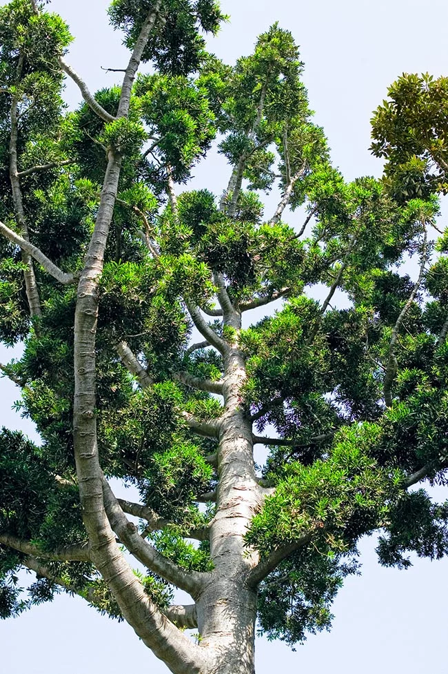 Photo de l'Arbre Agathis dammara	