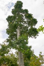 Photo de l'Arbre kauri du Pacifique