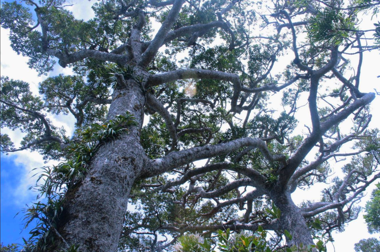 Photo de l'Arbre Dayu Biik