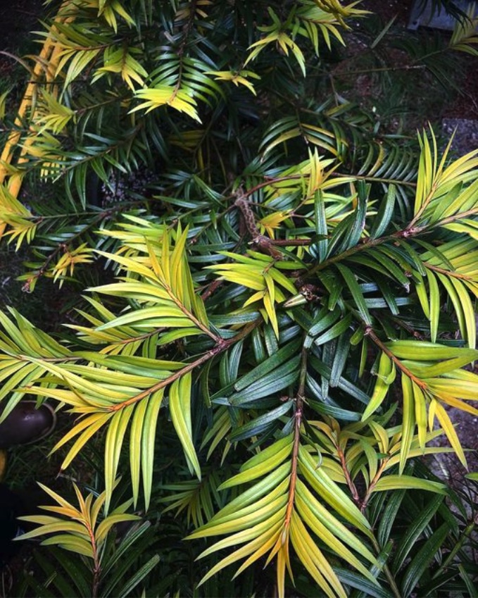 Photo de l'Arbre Amentotaxus argotaenia