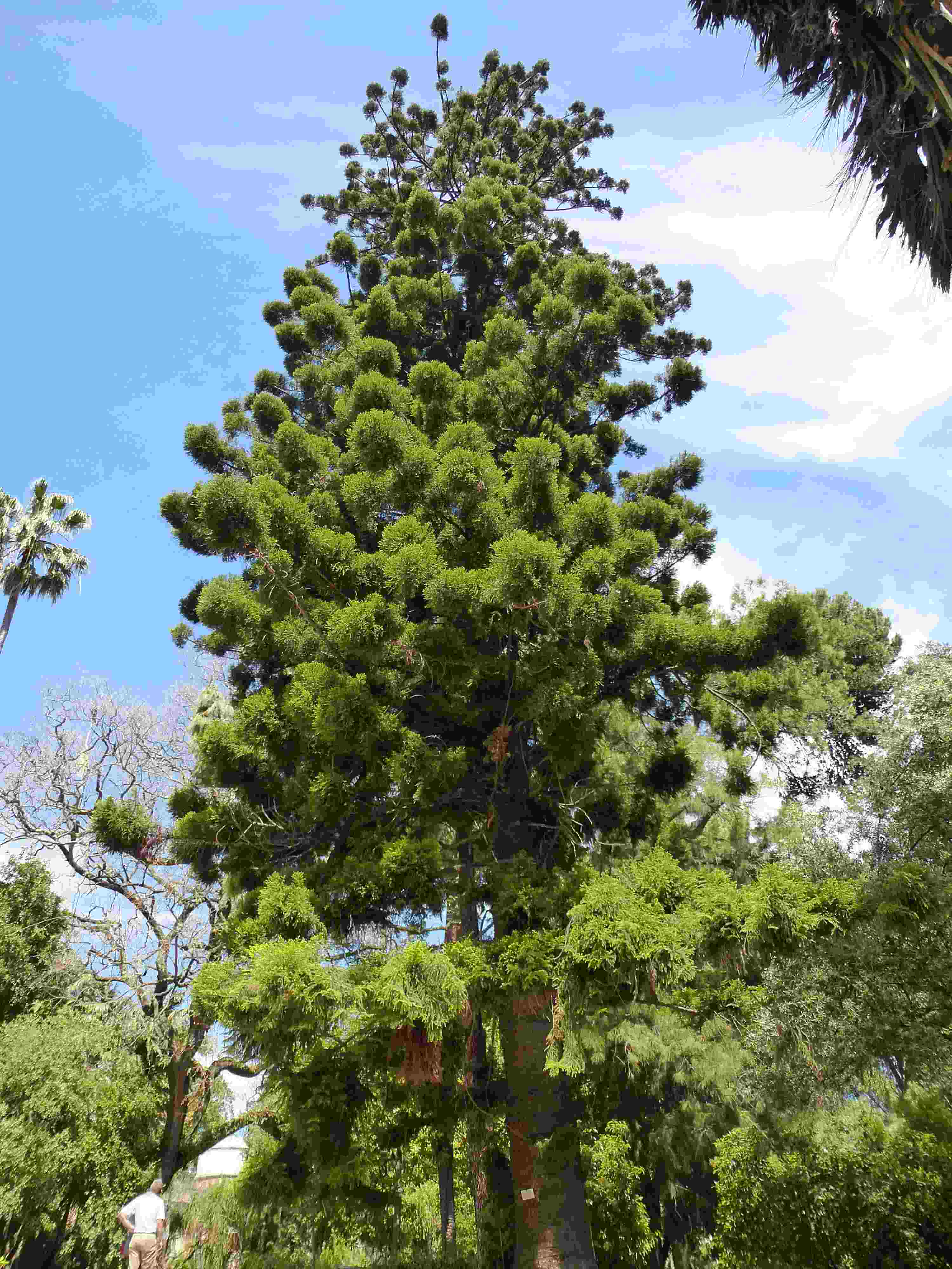 Photo de l'Arbre Araucaria cunninghamii