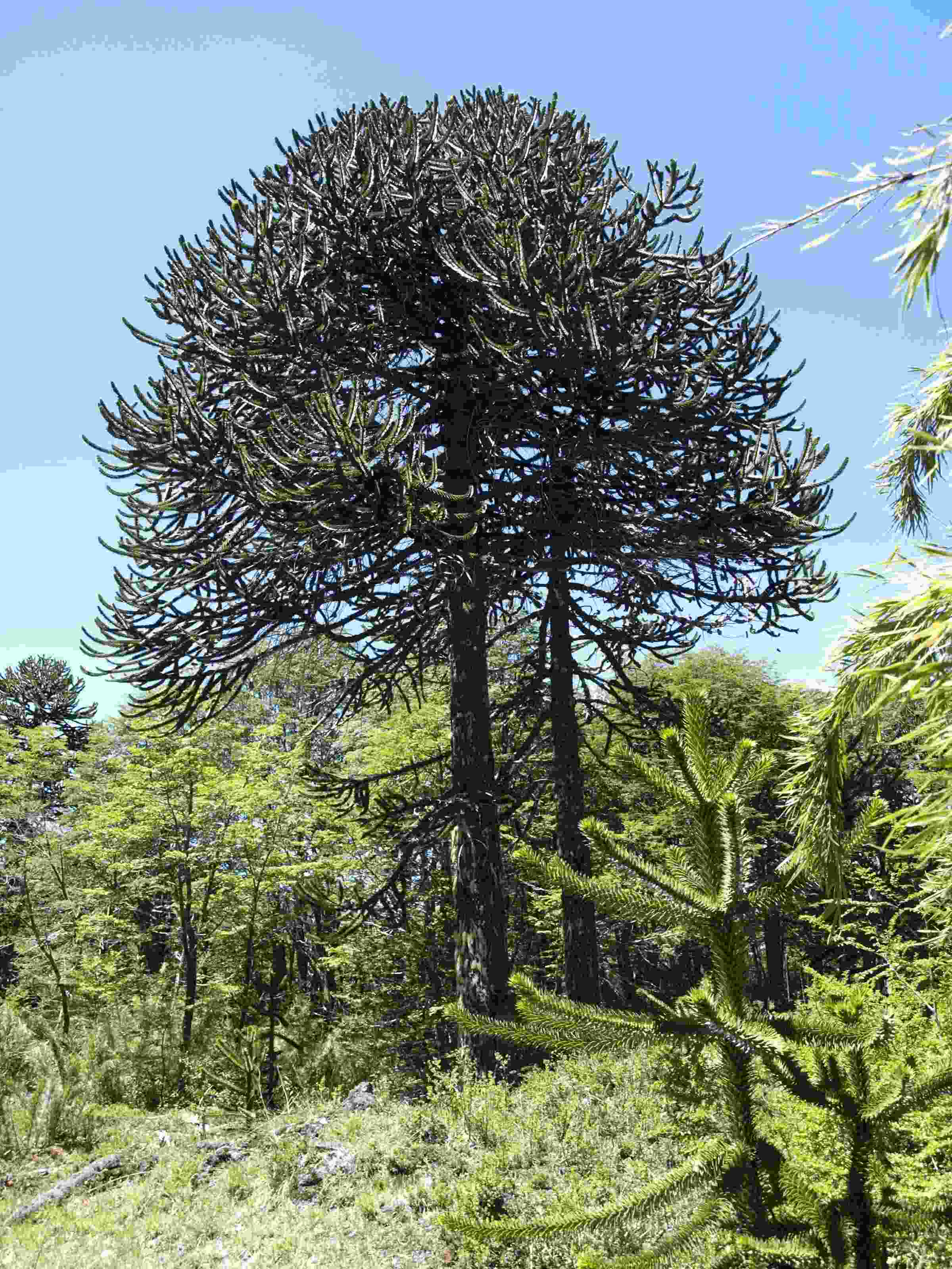 Photo de l'Arbre Araucaria du Chili