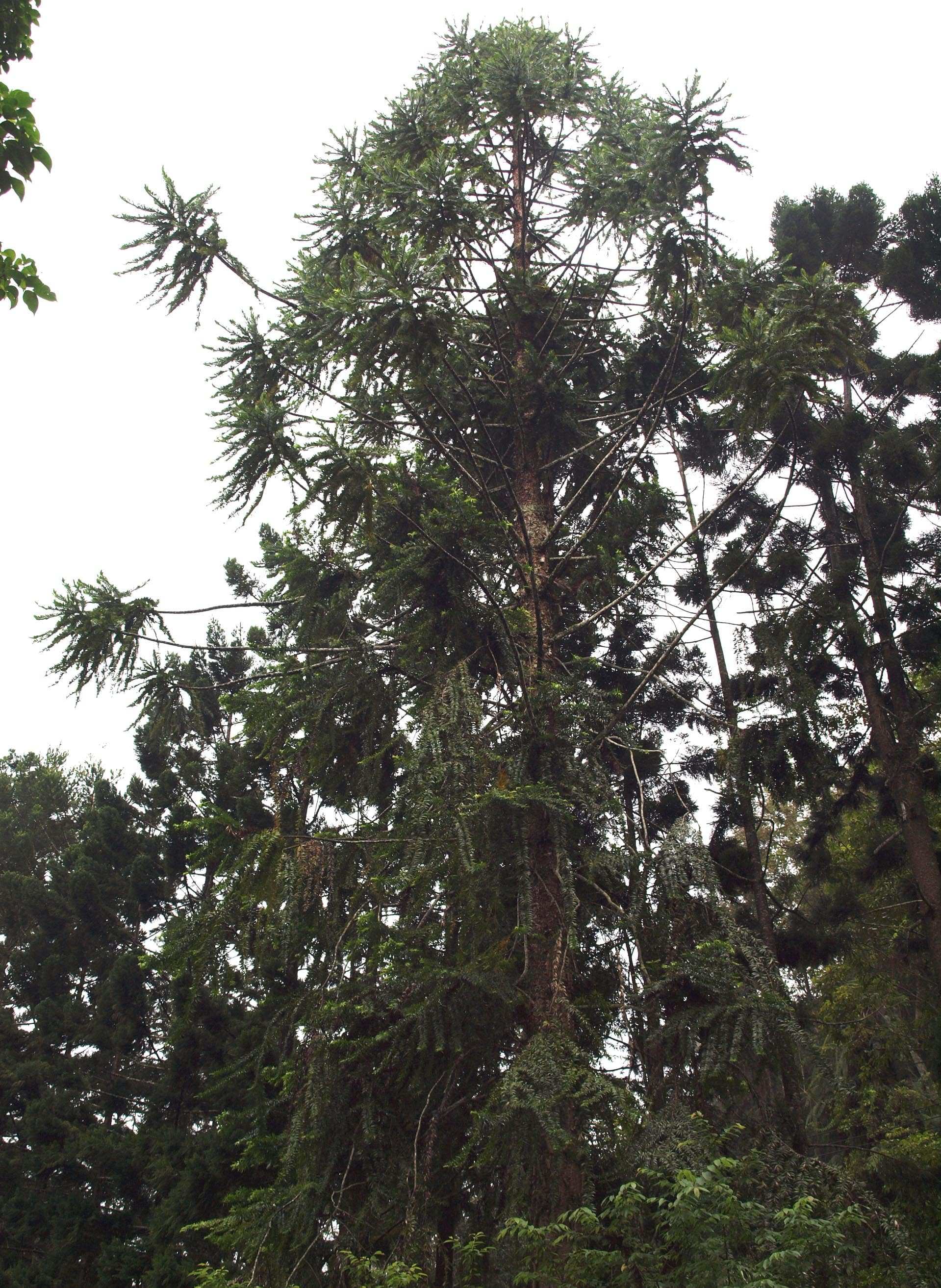 Photo de l'Arbre Araucaria hunsteinii