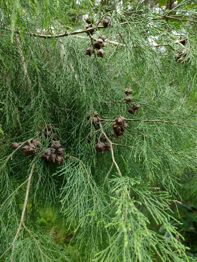 Photo de l'Arbre Callitris rhomboidea