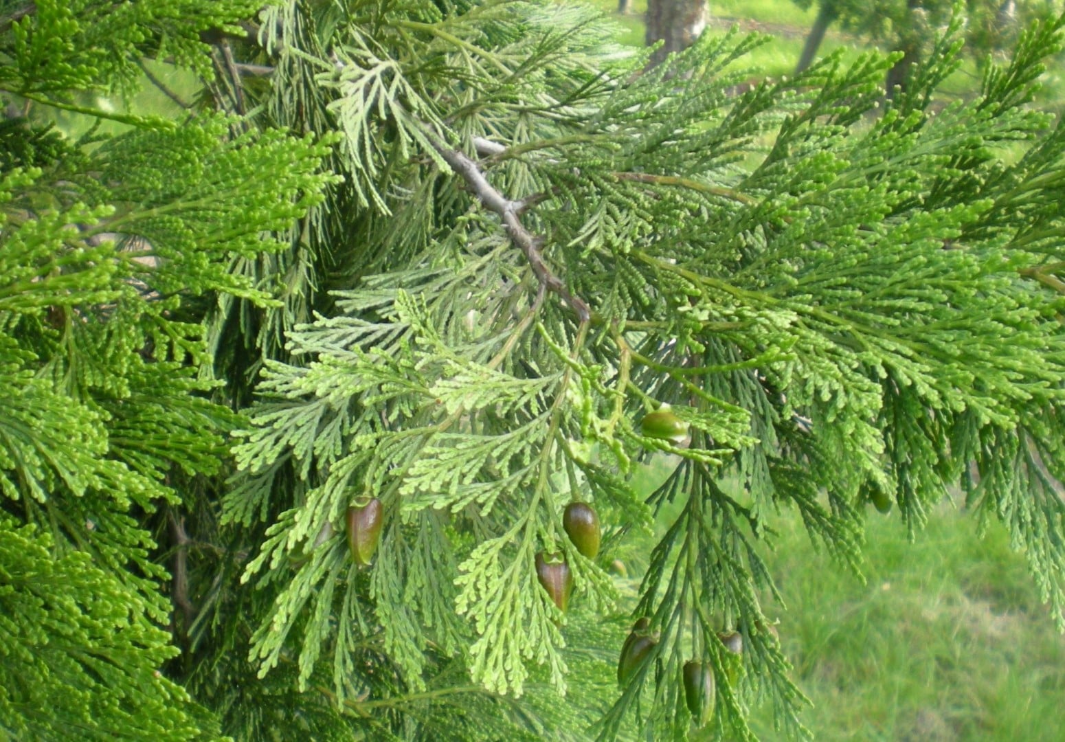 Photo de l'Arbre Calocèdre