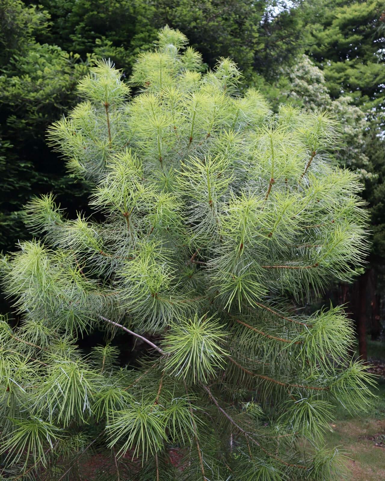 Photo de l'Arbre Cathaya argyrophylla.