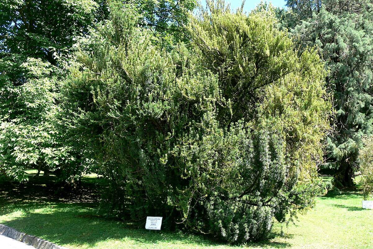 Photo de l'Arbre If à larges feuilles