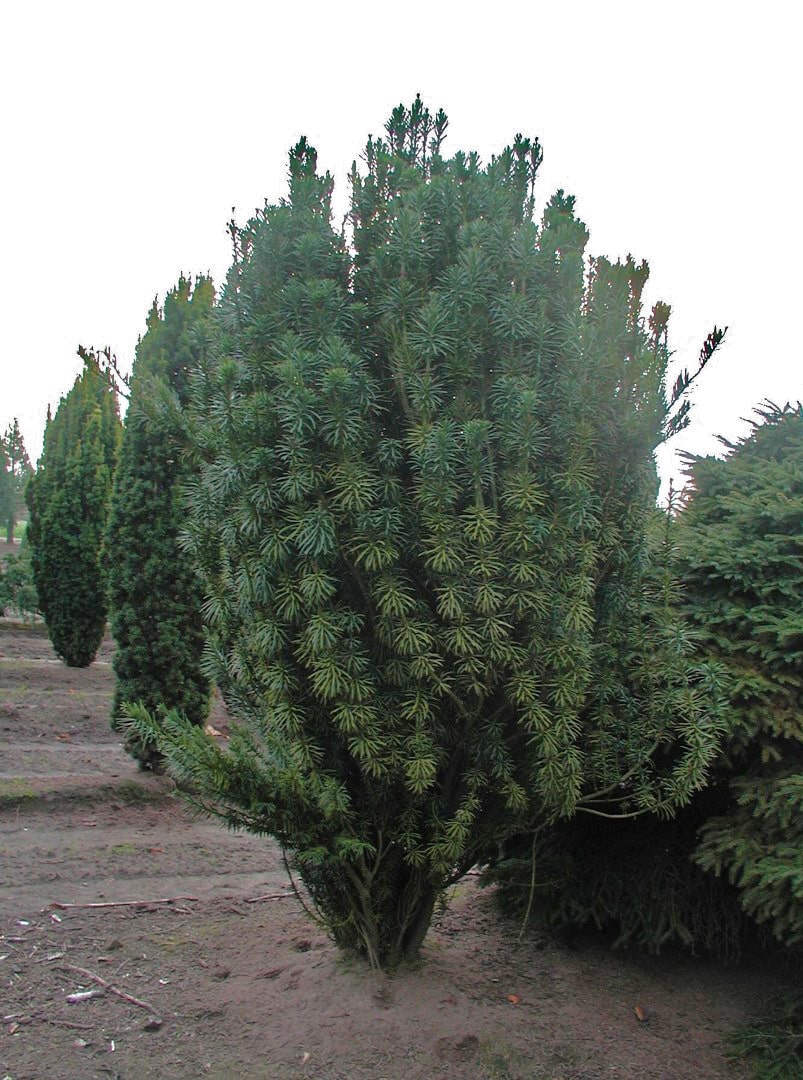 Photo de l'Arbre Pin japonais à queue de vache