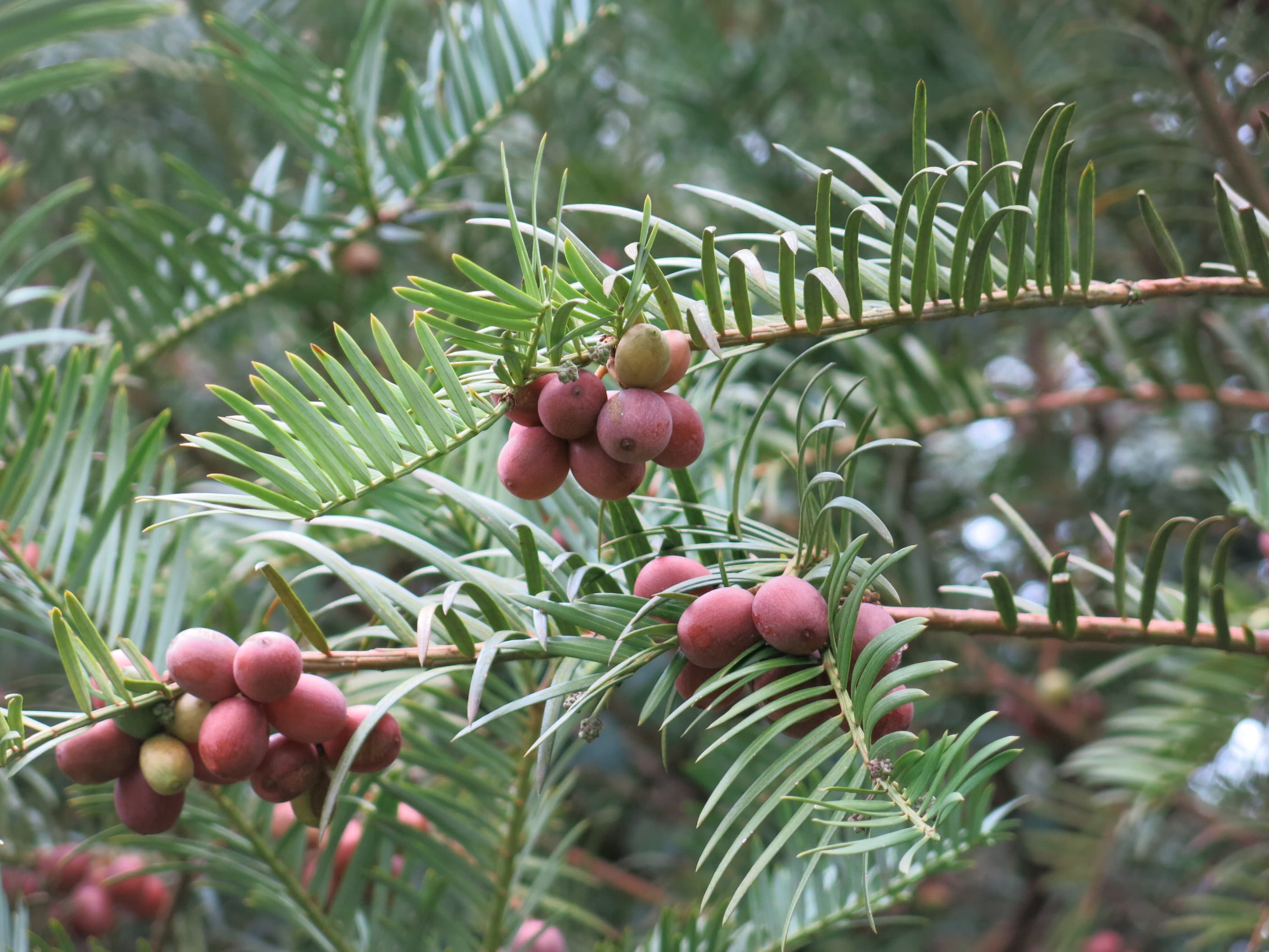 Photo de l'Arbre Céphalotaxe de Fortune