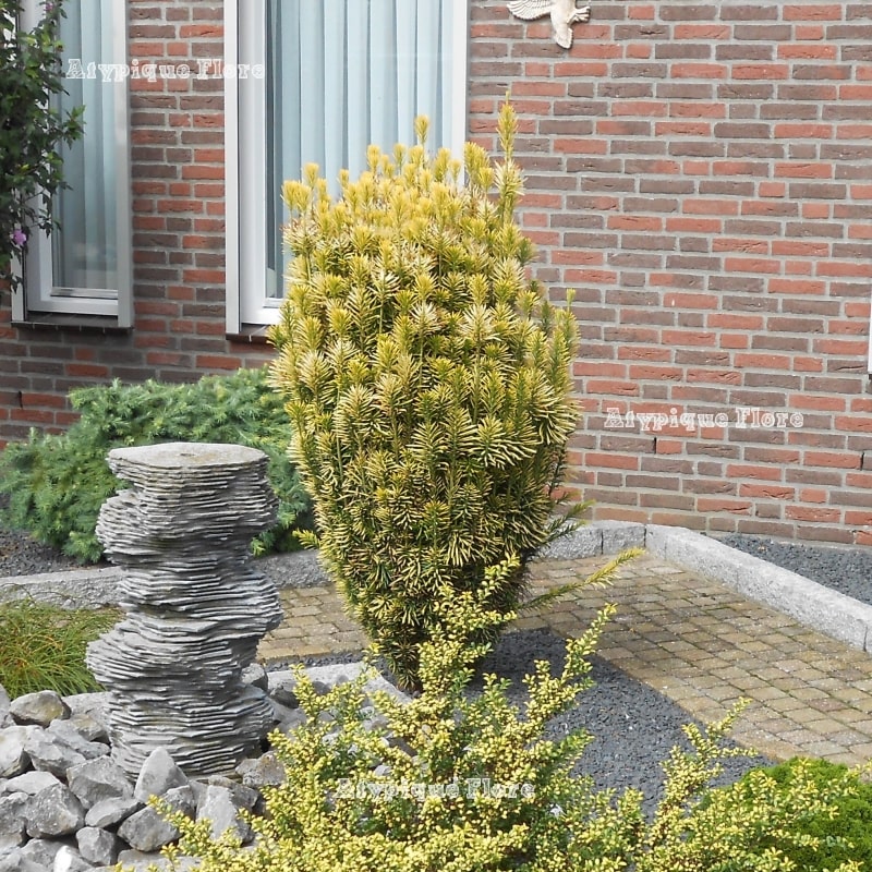 Photo de l'Arbre l'if de la prune de Corée