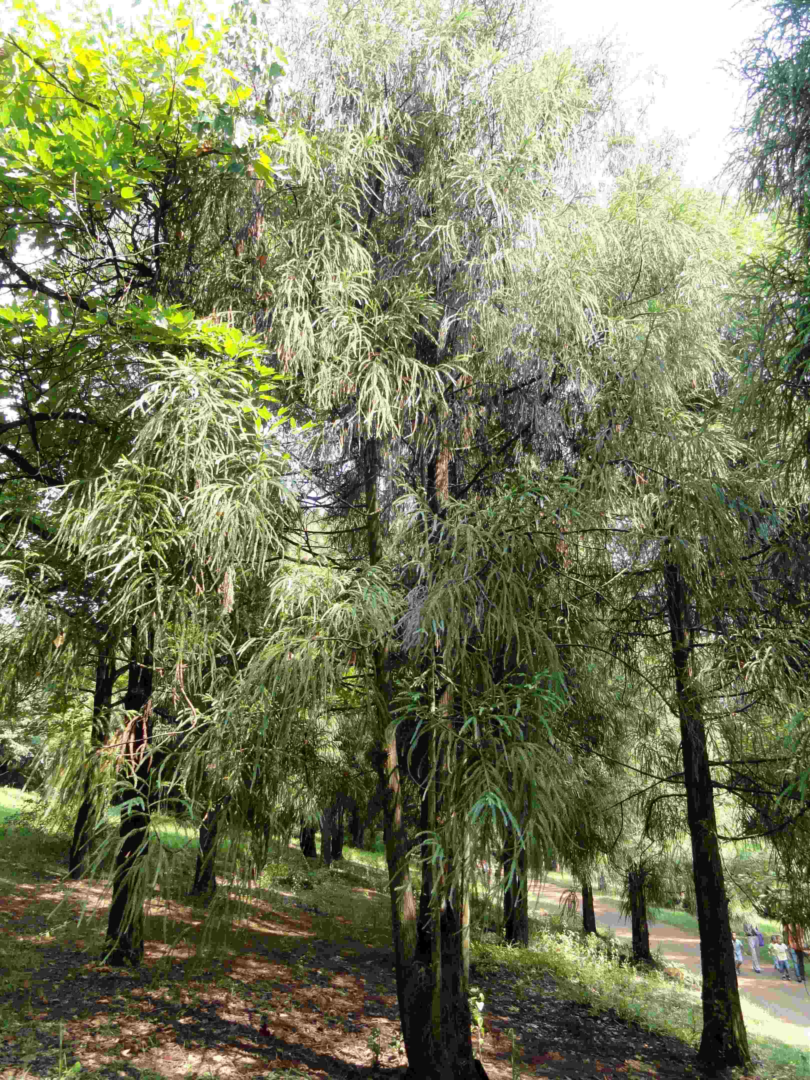 Photo de l'Arbre Cryptomérie chinoise