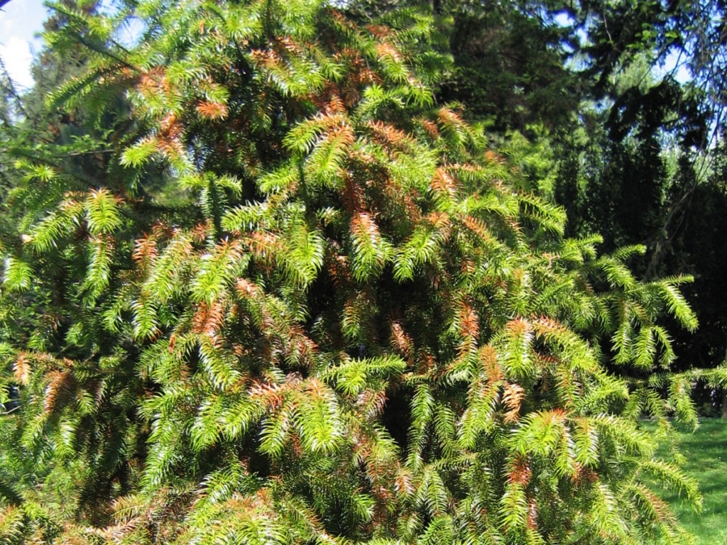 Photo de l'Arbre Cunninghamia lanceolata