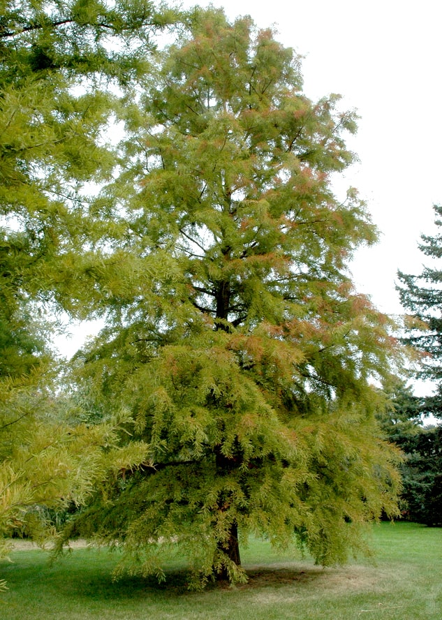 Photo de l'Arbre Cyprès chauve