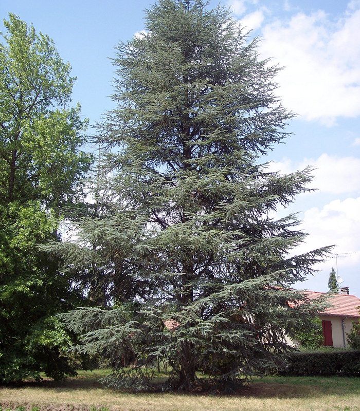 Photo de l'Arbre Cèdre de l'Atlas