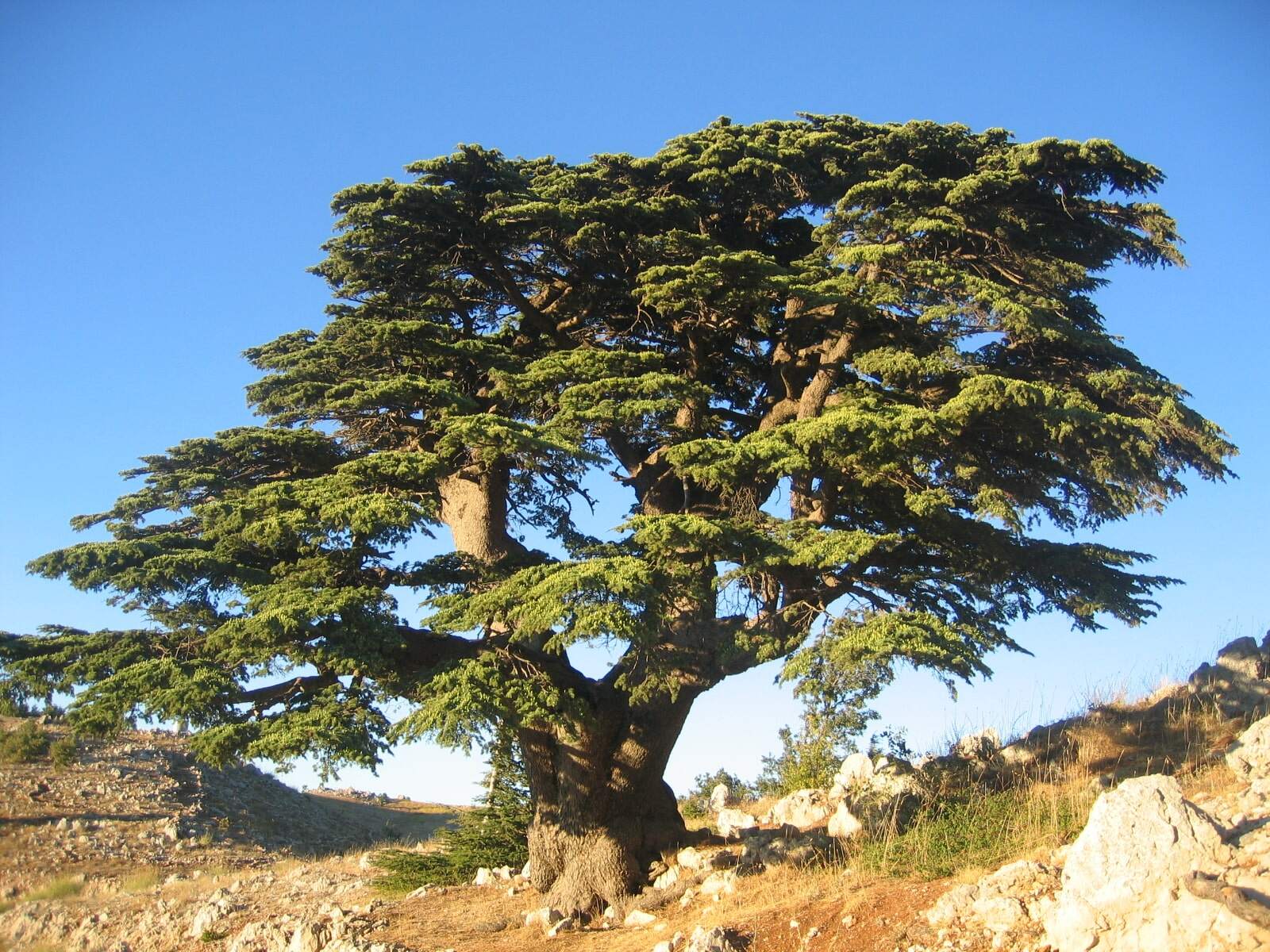 Photo de l'Arbre Cèdre du Liban