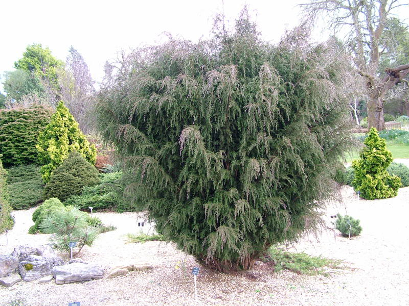 Photo de l'Arbre Diselma archeri