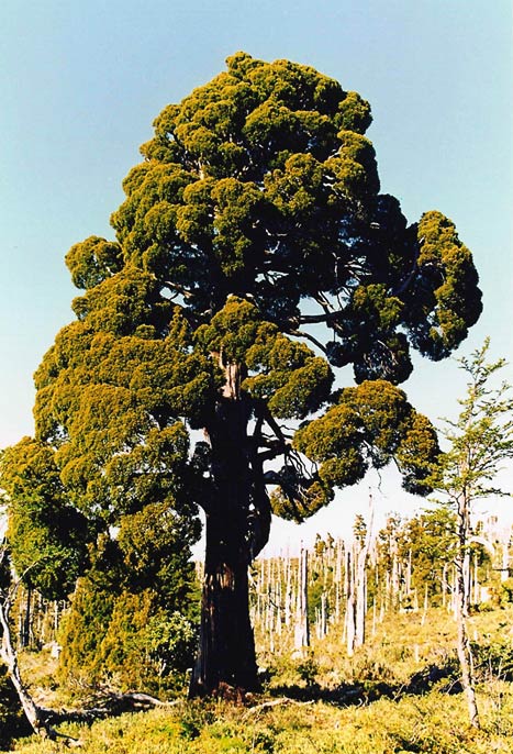 Photo de l'Arbre Fitzroya