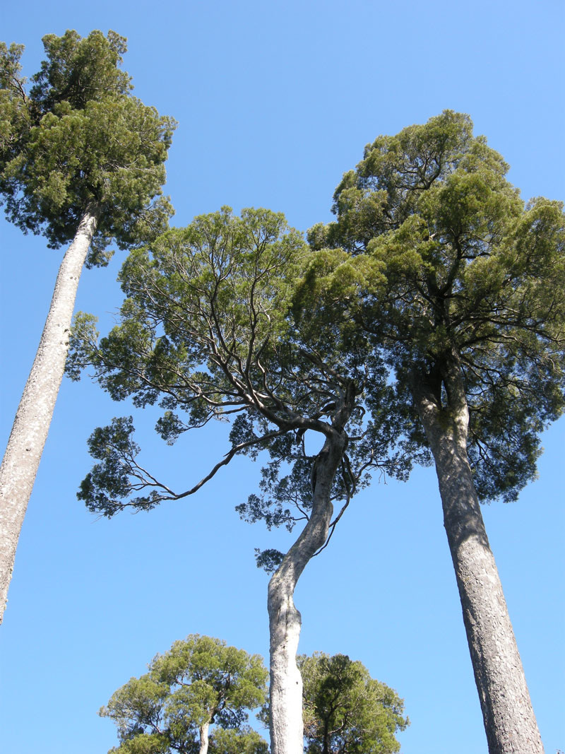 Photo de l'Arbre Kahikatea