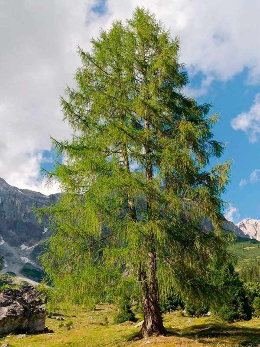 Photo de l'Arbre Mélèze d'Europe