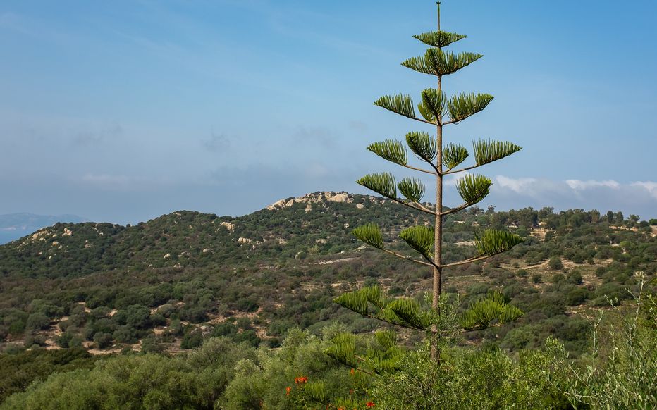 Photo de l'Arbre Pin de Norfolk