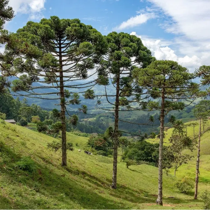 Photo de l'Arbre Pin du Paraná