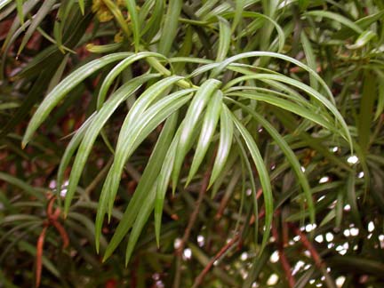 Photo de l'Arbre Podocarpus de Henkel