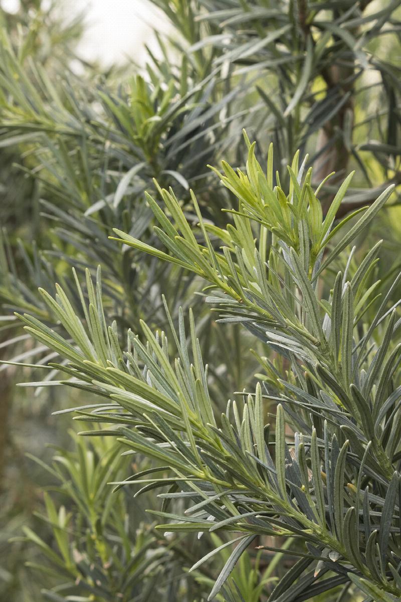 Photo de l'Arbre Podocarpus à longues feuilles