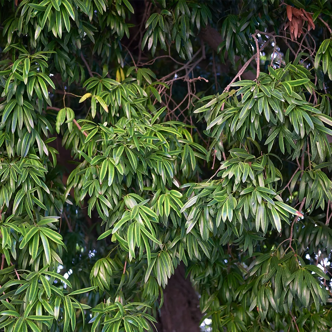 Photo de l'Arbre Podocarpus à feuilles de laurier-rose 