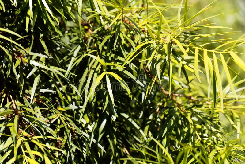 Photo de l'Arbre Podocarpus à feuilles de saule