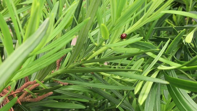 Photo de l'Arbre Podocarpus à grandes feuilles