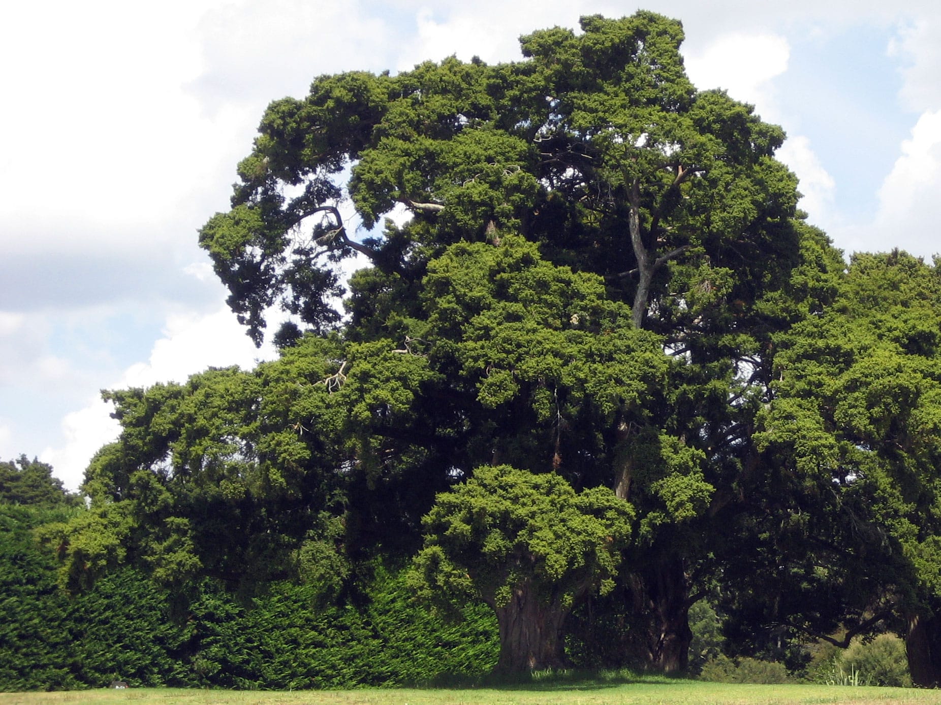 Photo de l'Arbre Totara