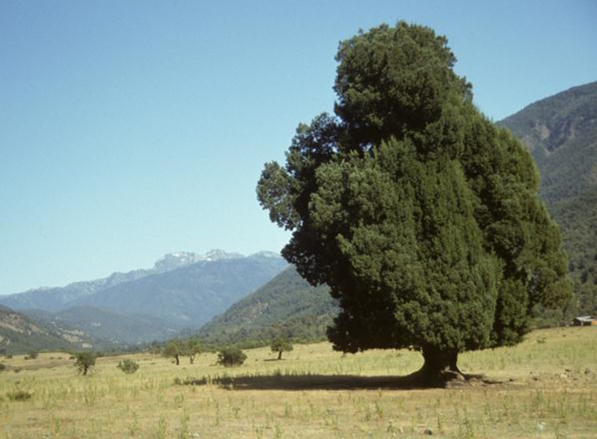 Photo de l'Arbre Prumnopitys andina