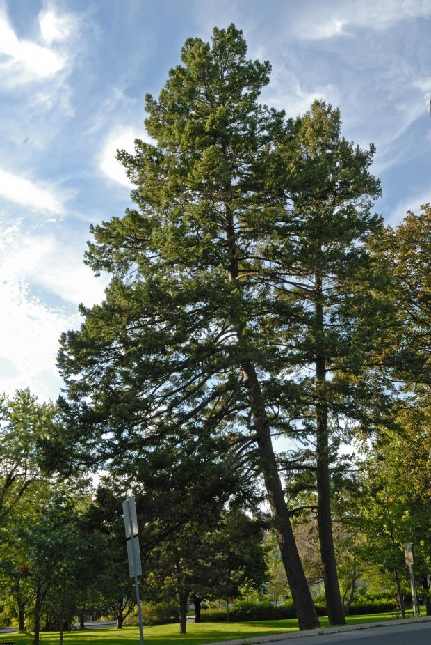 Photo de l'Arbre Sapin de Douglas