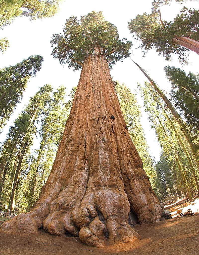 Photo de l'Arbre Séquoia géant