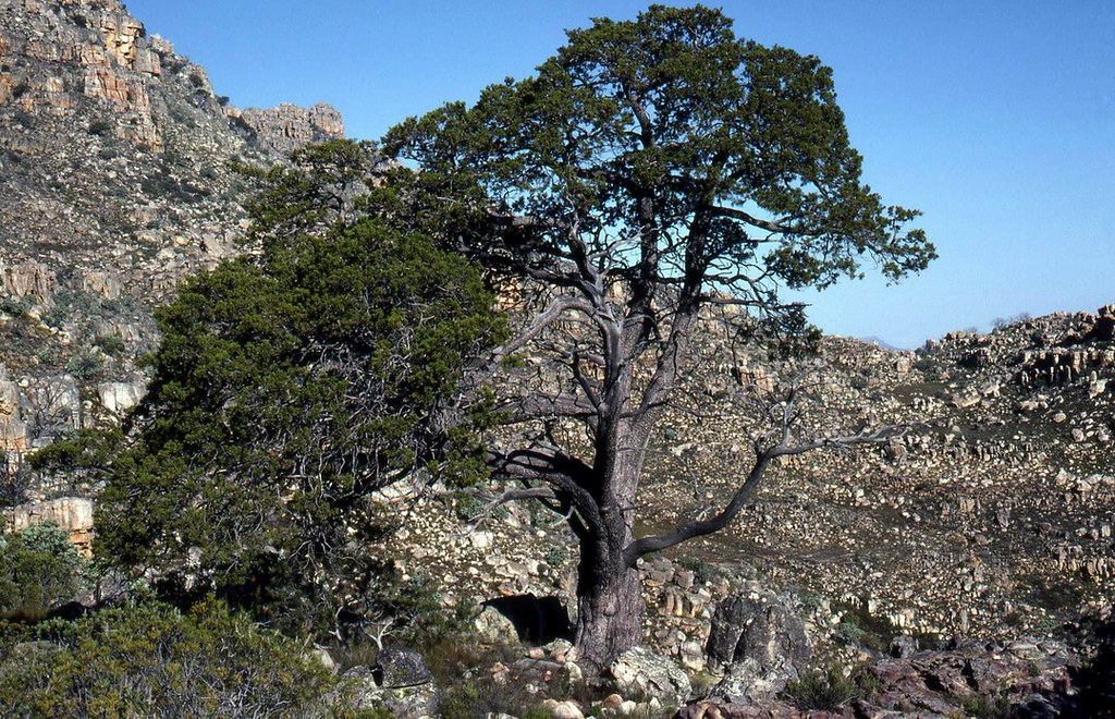 Photo de l'Arbre Cypre africain