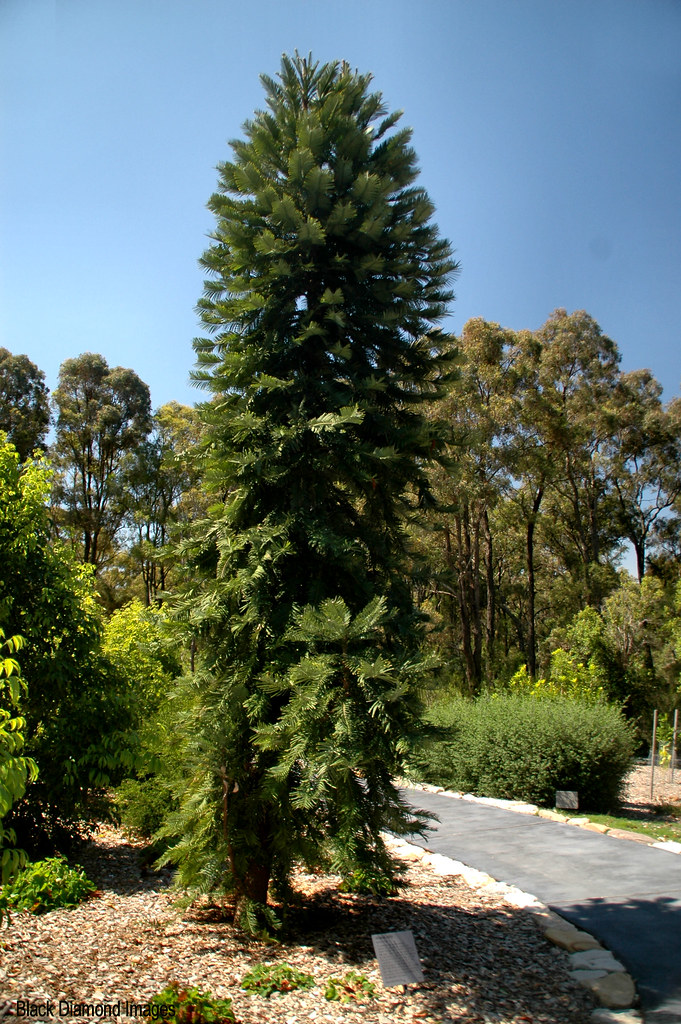 Photo de l'Arbre Wollemi 