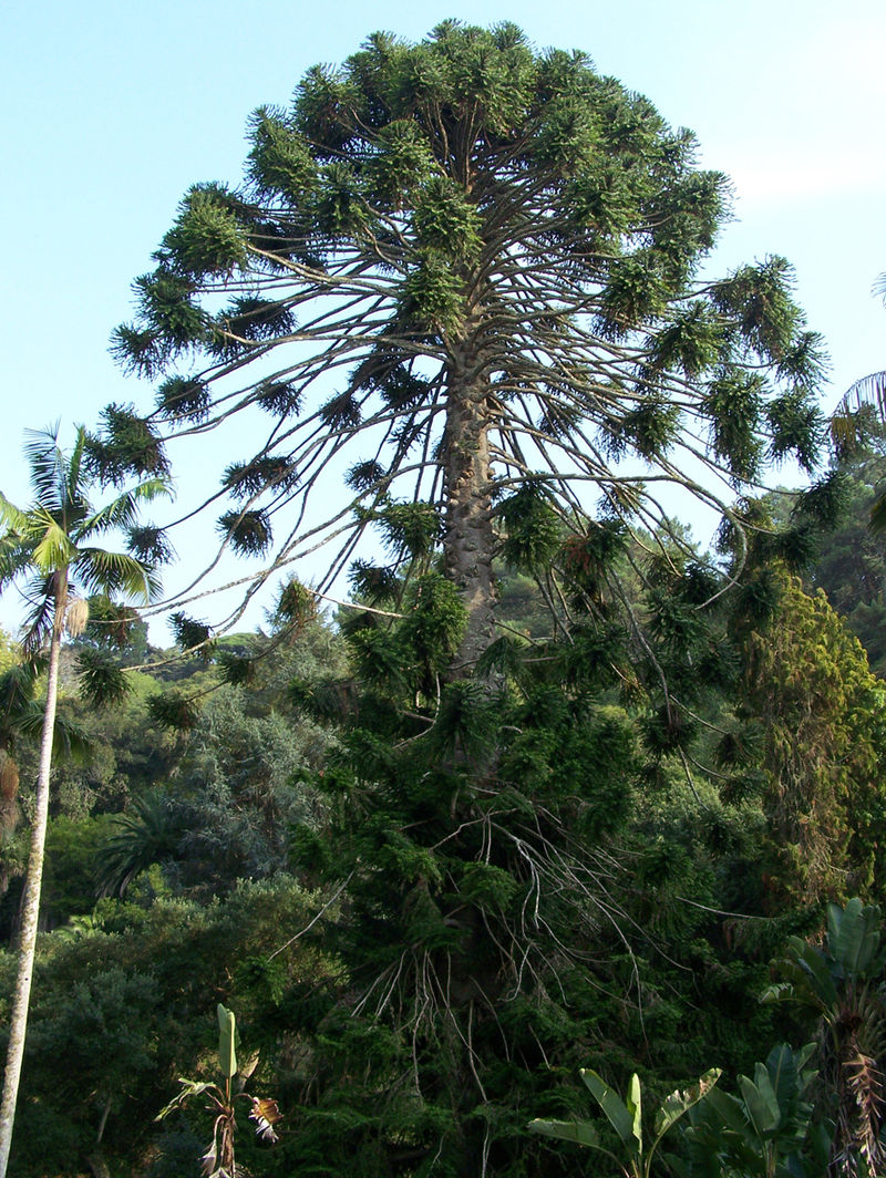 Photo de l'Arbre bunya-bunya