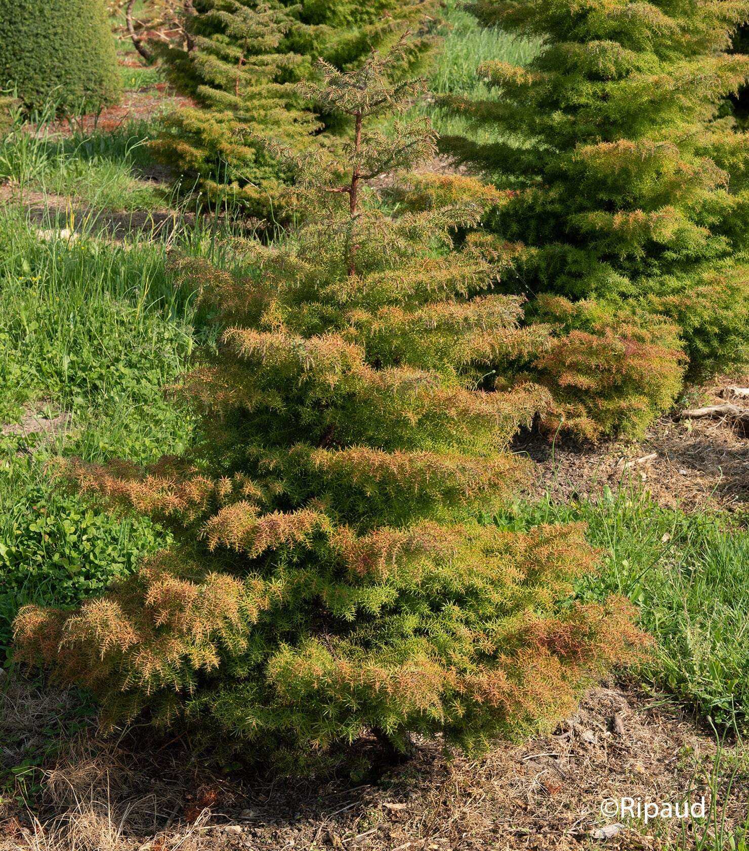 Photo de l'Arbre Cryptomeria du Japon