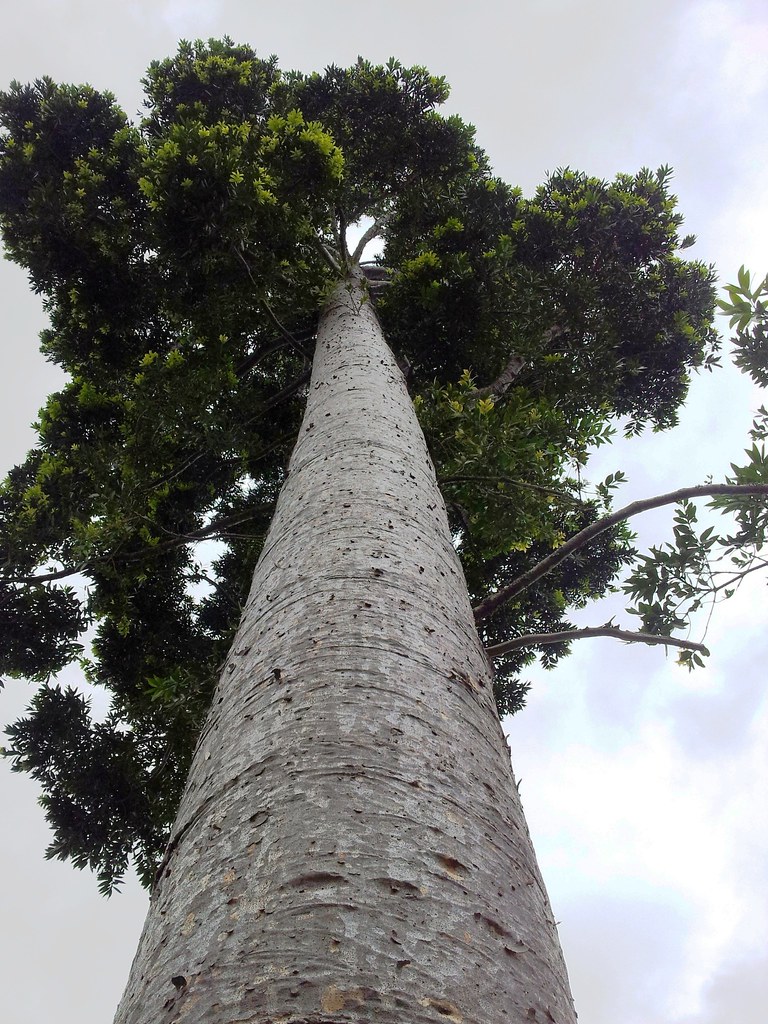 Photo de l'Arbre kauri du Queensland