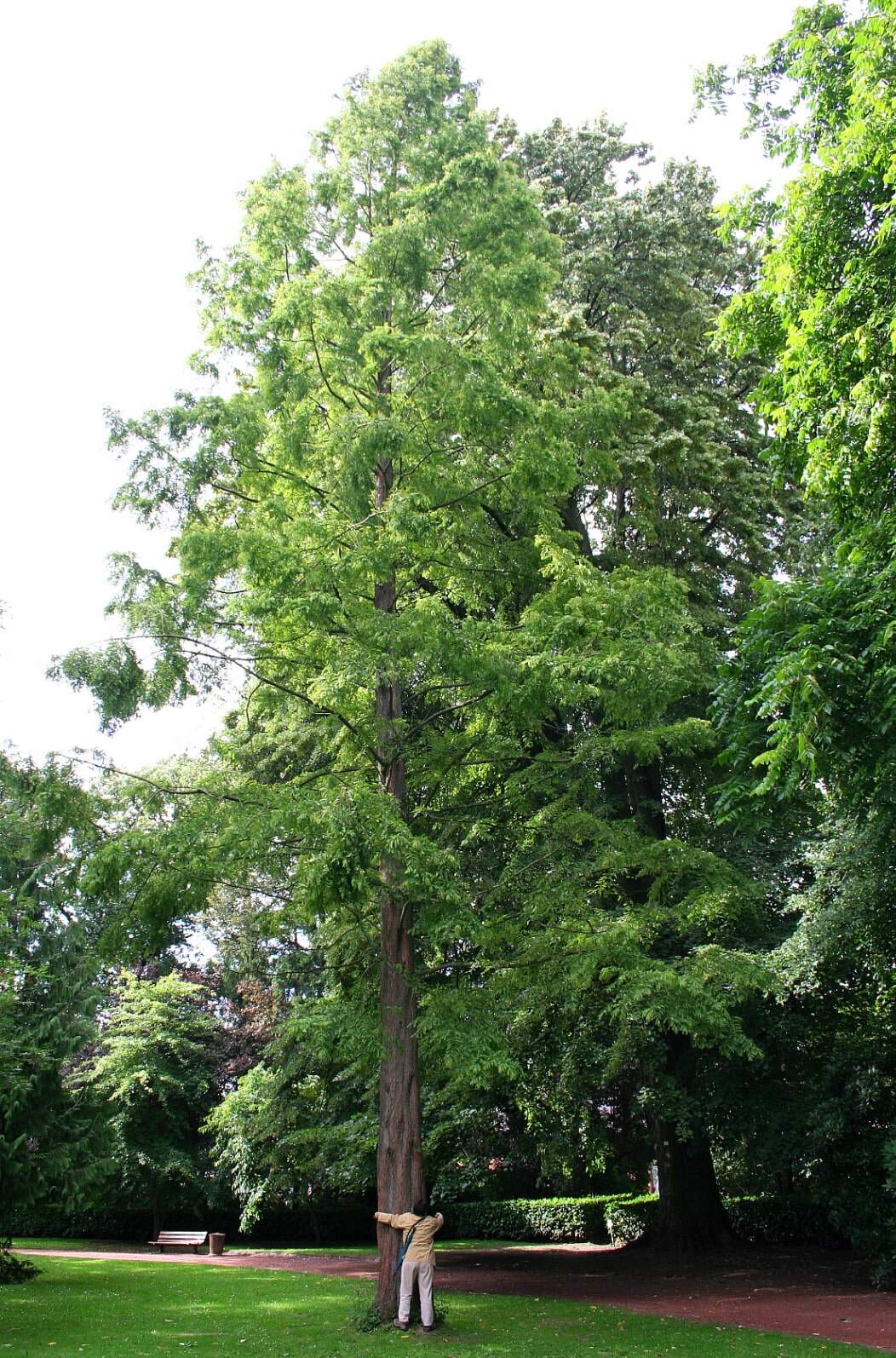 Photo de l'Arbre Séquoia de Chinevvv