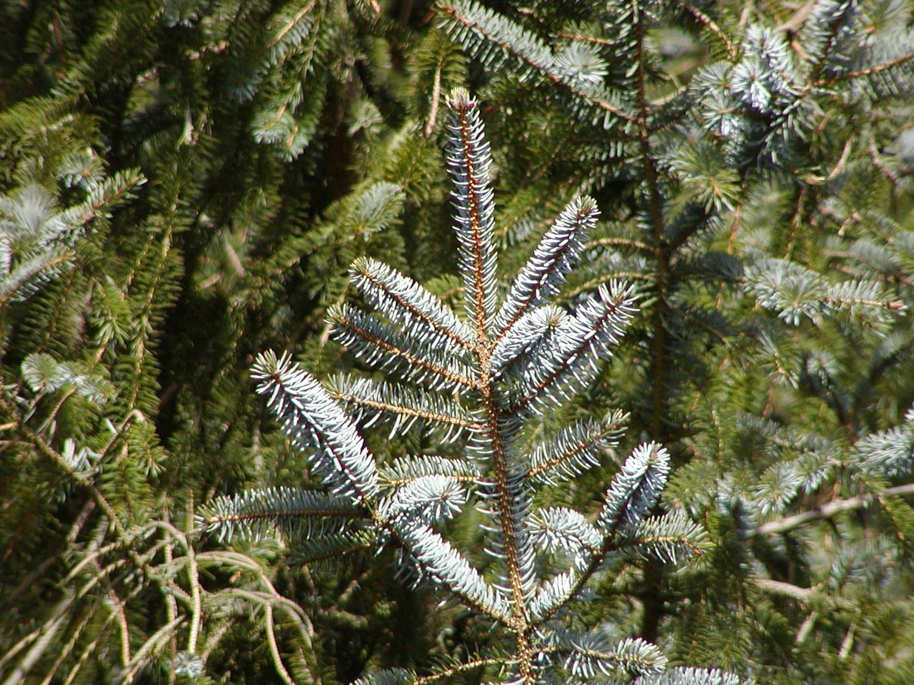 Photo de l'Arbre Épinette de Sitka